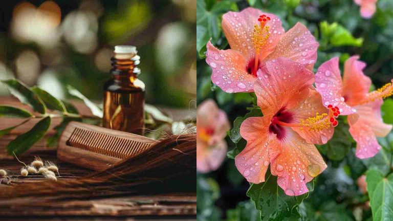 Hibiscus Natural Treatment for Hair Loss Female