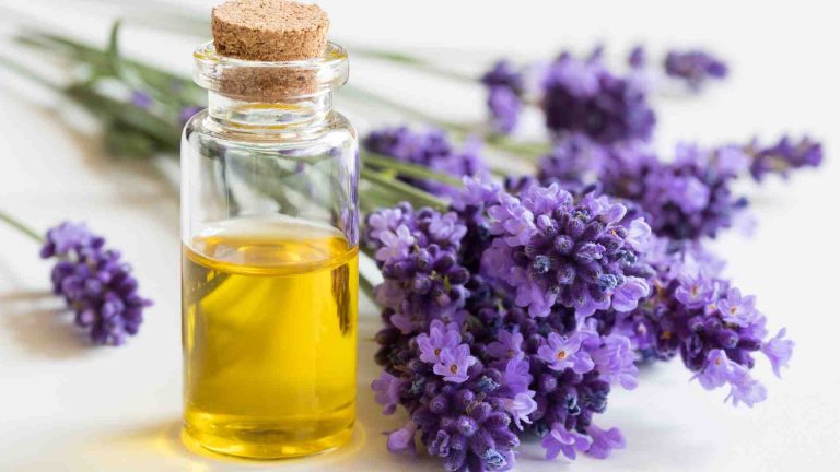 Lavender Oil Natural Treatment for Hair Loss Female