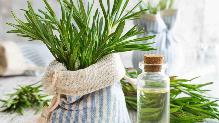 Rosemary Oil Natural Treatment for Hair Loss Female