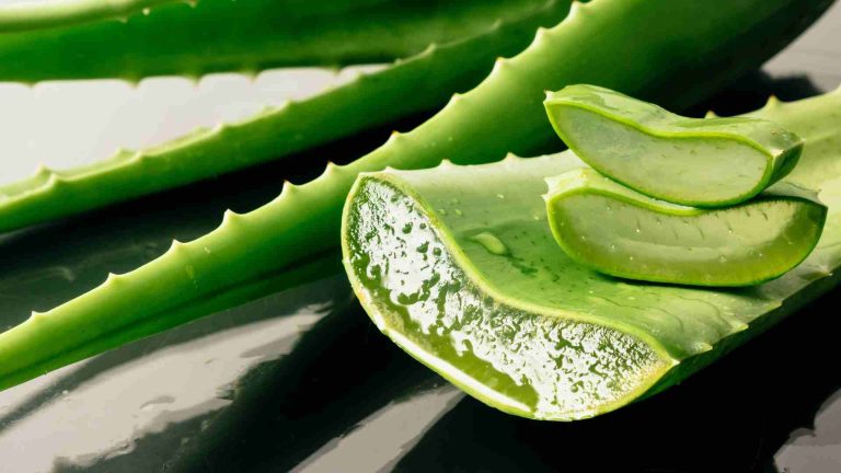 Aloe Vera Natural Treatment for Hair Loss Female