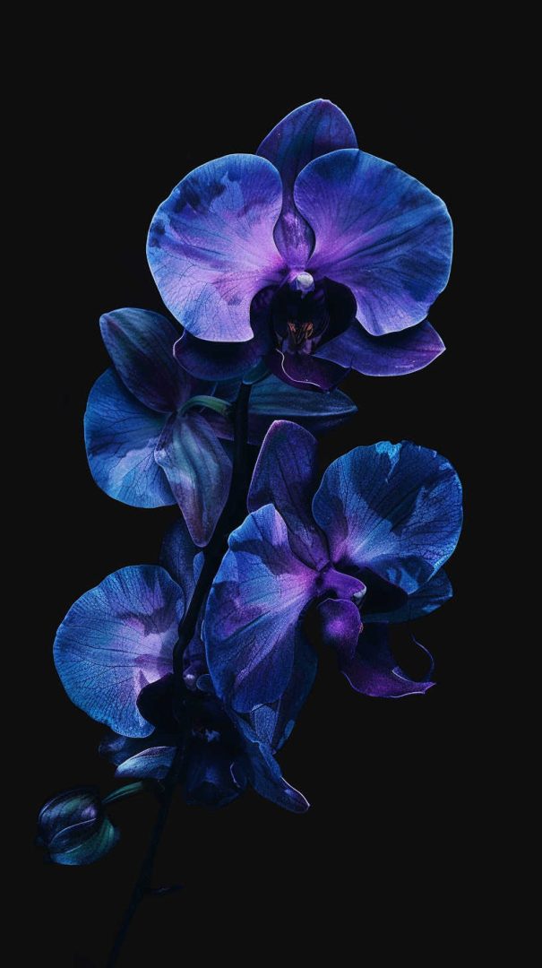 Beautiful Flower Wallpapers for Your Phone (Free HD)