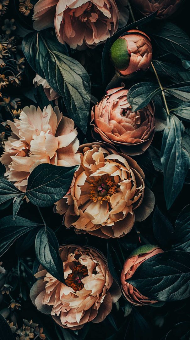 Beautiful Flower Wallpapers for Your Phone (Free HD)