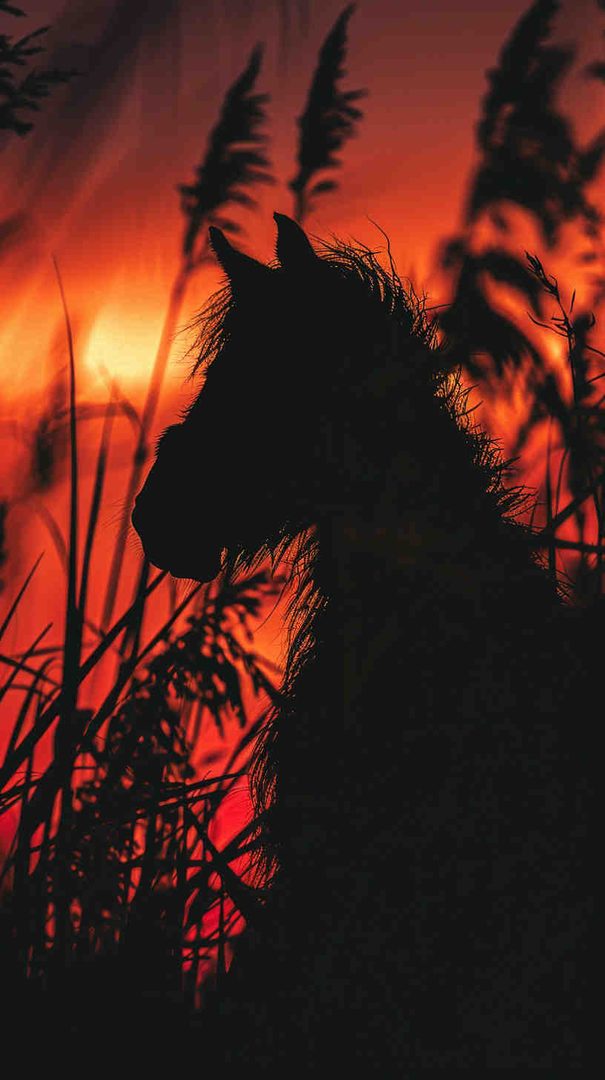 Free Horse Wallpaper HD & 4K Backgrounds Download